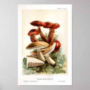 1895-paddenstoelen met rode rode, rode kunst poster