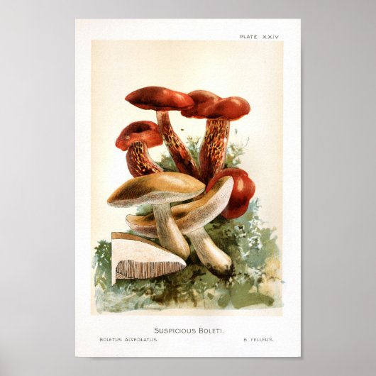 1895-paddenstoelen met rode rode, rode kunst poster (Voorkant)