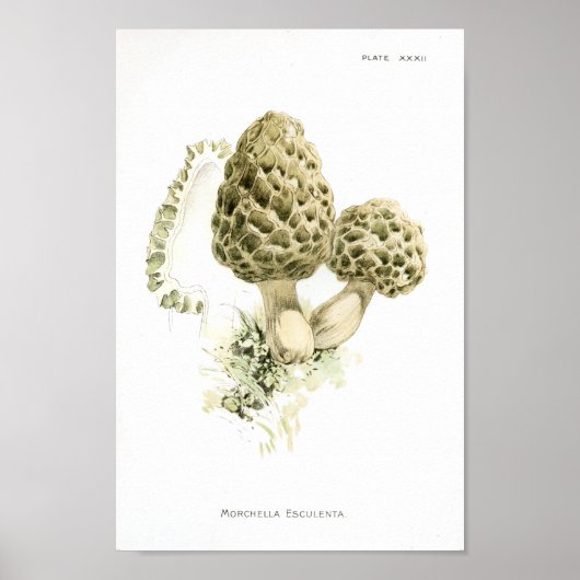 1895 paddenstoelen Morchella Art afdrukken Poster (Voorkant)