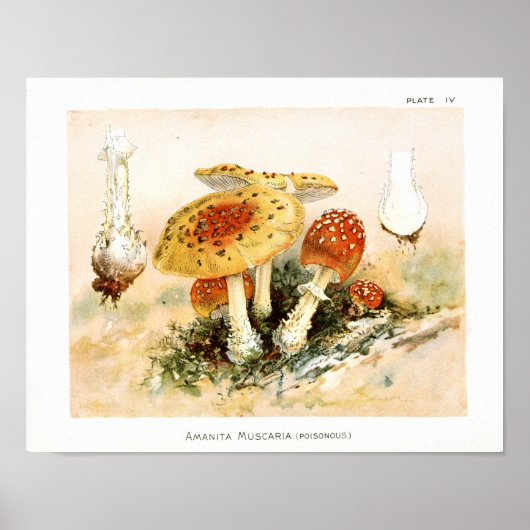 1895 Paddenstoelen Rood geel afdrukken Poster (Voorkant)