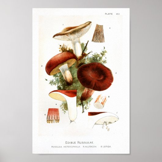  1895 paddenstoelen Russula Red Art afdrukken Poster (Voorkant)