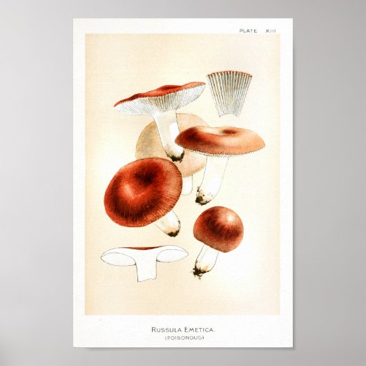  1895 paddenstoelen Russula Red Art afdrukken Poster (Voorkant)