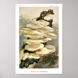  1895 paddenstoelen - Schimmels - Kunst afdrukken Poster