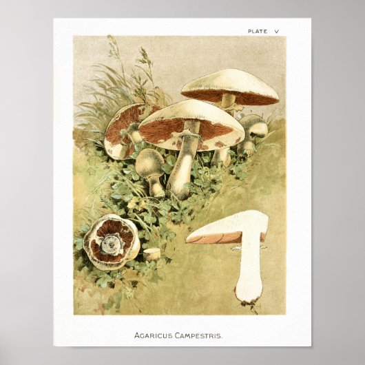  1895 paddenstoelen White Brown Art-afdrukken Poster (Voorkant)