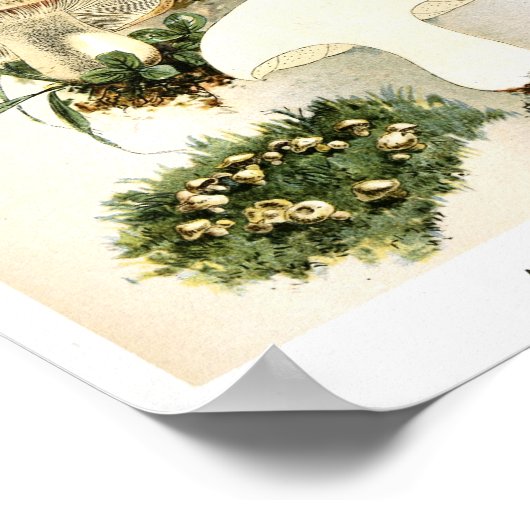  1895 paddenstoelen White Brown Art-afdrukken Poster (Hoek)