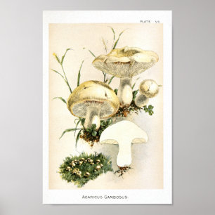 1895 paddenstoelen White Brown Art-afdrukken Poster