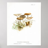  1895 paddenstoelen White Brown Art-afdrukken Poster (Voorkant)