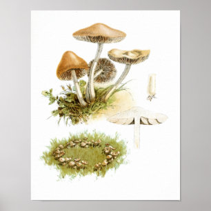 1895 paddenstoelen White Brown Art-afdrukken Poster