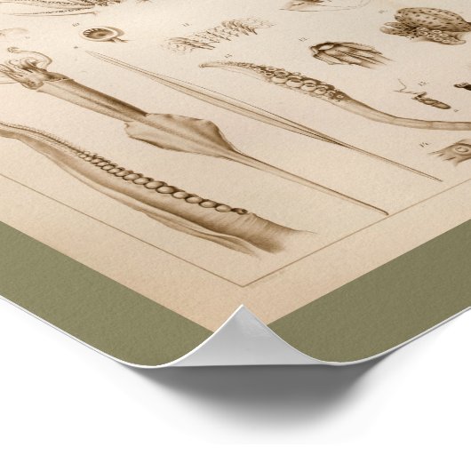 1896 -inktvis-anatomiekunst poster (Hoek)