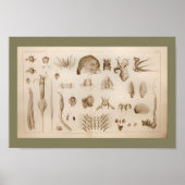 1896 -inktvis-anatomiekunst poster (Voorkant)