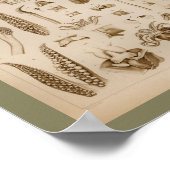 1896 -inktvis-anatomiekunst poster (Hoek)