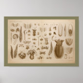 1896 -inktvis-anatomiekunst poster (Voorkant)