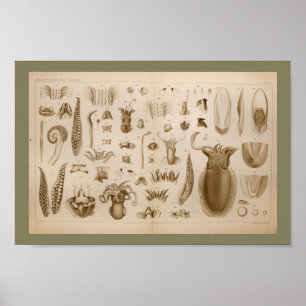 1896 -inktvis-anatomiekunst poster