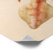 1896 kleureninktkunst afdrukken poster (Hoek)