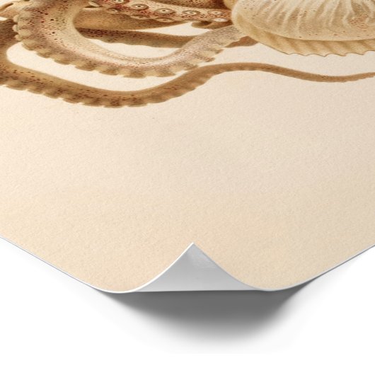 1896  kleureninktkunst poster (Hoek)