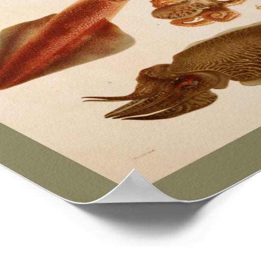 1896 kleureninktpatroon met inktpatroon poster (Hoek)