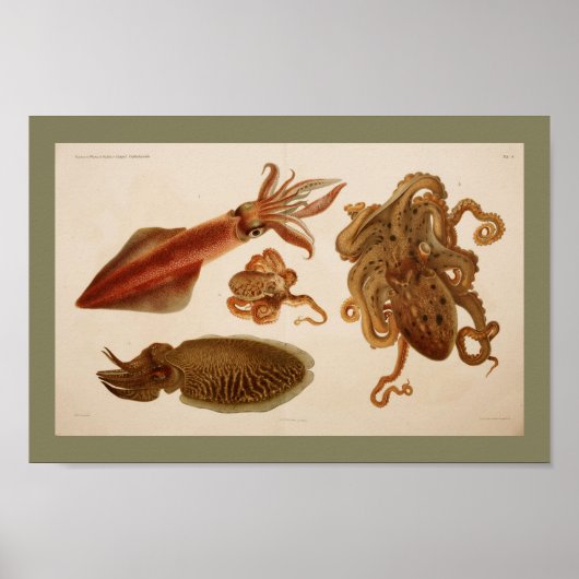 1896  kleureninktpatroon met inktpatroon poster (Voorkant)