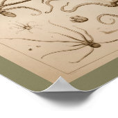 1896  Octopus Anatomy Art Afdrukken Poster (Hoek)