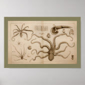 1896  Octopus Anatomy Art Afdrukken Poster (Voorkant)