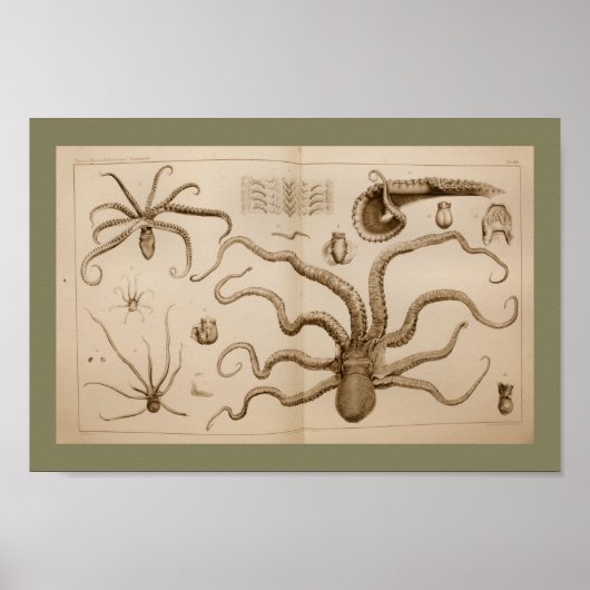 1896  Octopus Anatomy Art Afdrukken Poster (Voorkant)