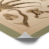 1896  Octopus Anatomy Art Afdrukken Poster (Hoek)