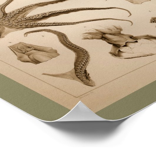 1896  Octopus Anatomy Art Afdrukken Poster (Hoek)