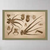 1896  Octopus Anatomy Art Afdrukken Poster (Voorkant)