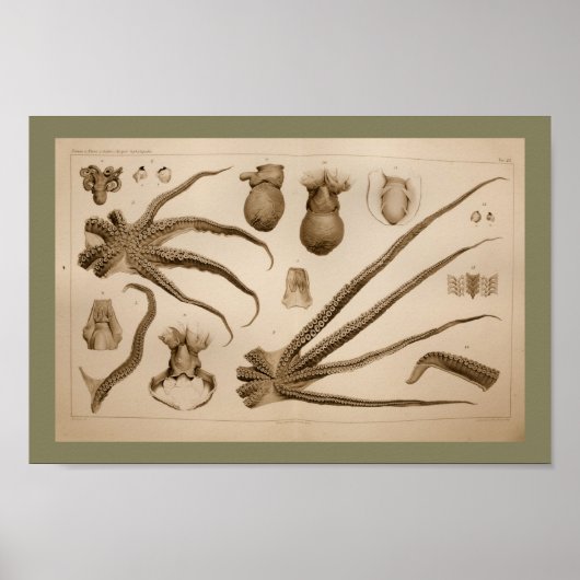 1896  Octopus Anatomy Art Afdrukken Poster (Voorkant)