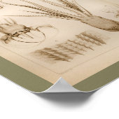 1896 Octopus Anatomy Art Afdrukken Poster (Hoek)