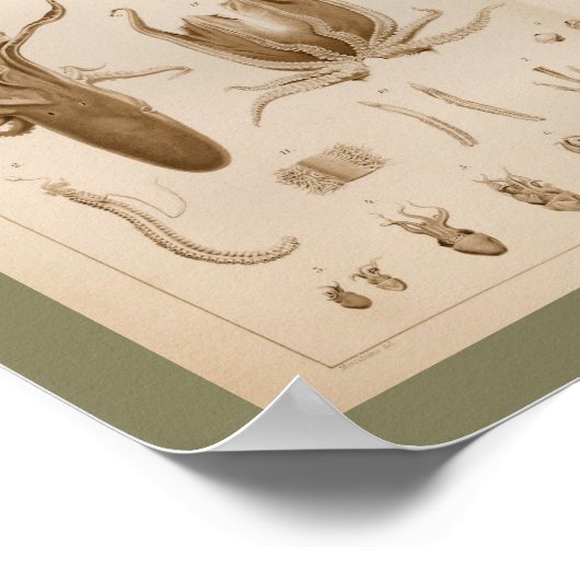 1896 Octopus Anatomy Art Afdrukken Poster (Hoek)
