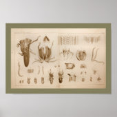 1896 Octopus Anatomy Art Afdrukken Poster (Voorkant)