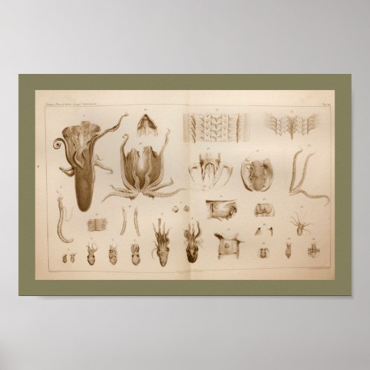1896  Octopus Anatomy Art Afdrukken Poster (Voorkant)