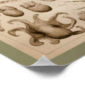 1896  Octopus Anatomy Art Afdrukken Poster (Hoek)