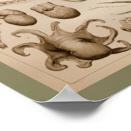 1896  Octopus Anatomy Art Afdrukken Poster (Hoek)