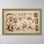 1896  Octopus Anatomy Art Afdrukken Poster (Voorkant)