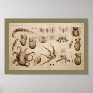 1896  Octopus Anatomy Art Afdrukken Poster