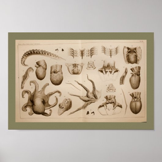 1896  Octopus Anatomy Art Afdrukken Poster (Voorkant)