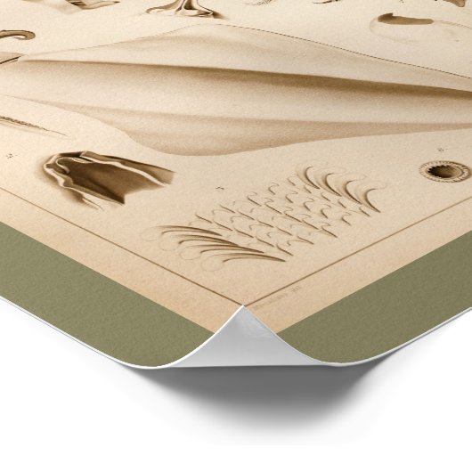 1896  vierkantsanatomie art afdrukken poster (Hoek)