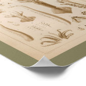 1896  vierkantsanatomie art afdrukken poster (Hoek)