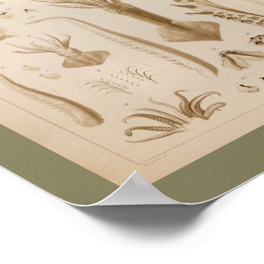 1896  vierkantsanatomie art afdrukken poster (Hoek)