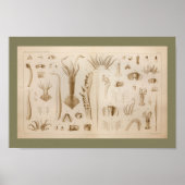 1896  vierkantsanatomie art afdrukken poster (Voorkant)