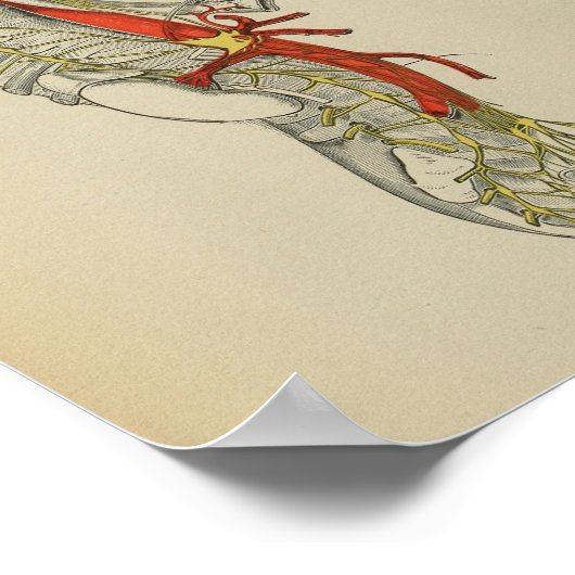  1898 Anatomical Sympathetic Nerve Print (Hoek)