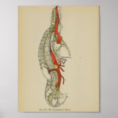  1898 Anatomical Sympathetic Nerve Print (Voorkant)