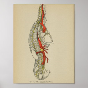 1898 Anatomical Sympathetic Nerve Print