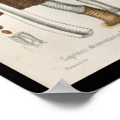  1899 Paddenstoelen Bruin Witte Kunst Afdrukken Poster (Hoek)