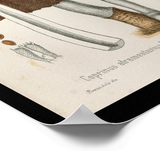  1899 Paddenstoelen Bruin Witte Kunst Afdrukken Poster (Hoek)