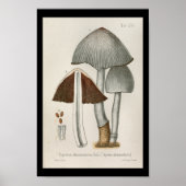  1899 Paddenstoelen Bruin Witte Kunst Afdrukken Poster (Voorkant)