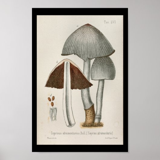  1899 Paddenstoelen Bruin Witte Kunst Afdrukken Poster (Voorkant)
