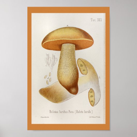  1899 Paddenstoelen Geel Oranje afdrukken Poster (Voorkant)