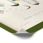  1899 Paddenstoelen Groen Pet Kunst Afdrukken Poster (Hoek)